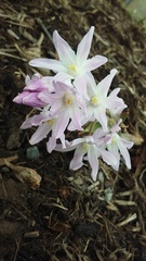 Scilla forbesii