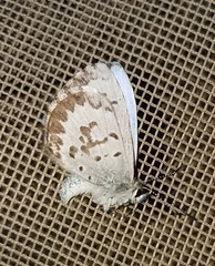 Celastrina lucia