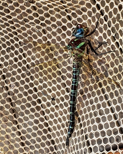 Swamp Darner photo 4