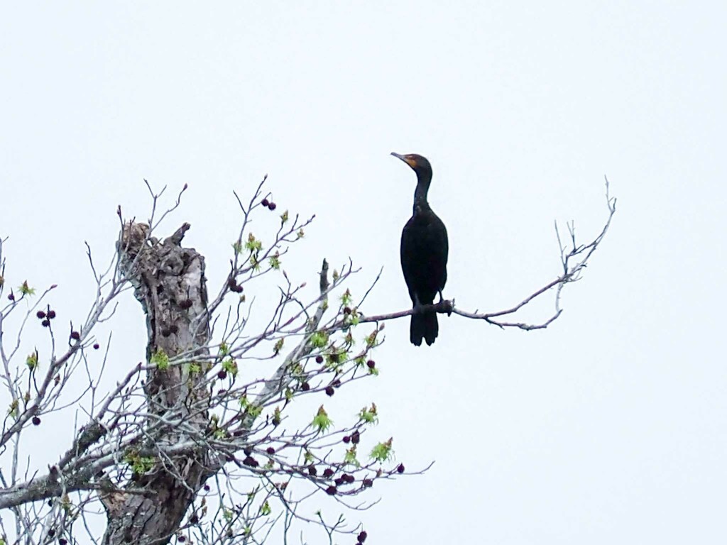 Double-crested Cormorant from Leon County, TX, USA on March 7, 2024 at ...