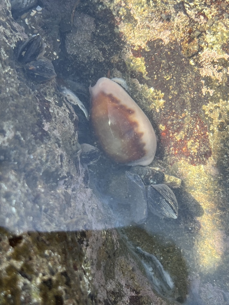 Chestnut Cowry from Catalina Channel, CA, US on March 7, 2024 at 12:45 ...