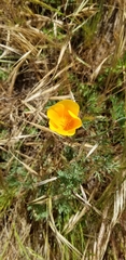 Eschscholzia californica maritima