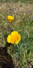 Eschscholzia californica maritima
