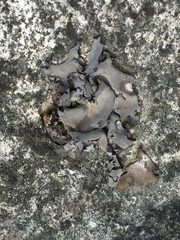 Dermatocarpon dolomiticum