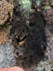 Lasallia pensylvanica