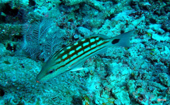 Lutjanus decussatus