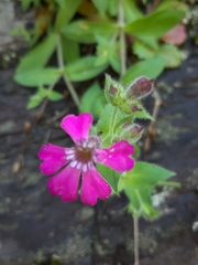 Silene acutifolia