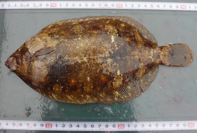 Slime Flounder