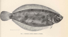 Slime Flounder photo 4