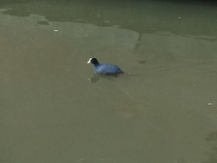 Fulica atra