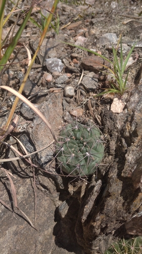 Gymnocalycium capillense