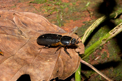 Odontotaenius