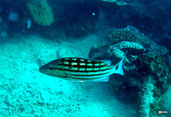 Lutjanus decussatus