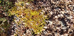 Chorizanthe brevicornu