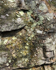 Lasallia pensylvanica