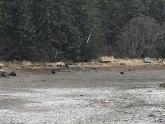 Ursus arctos sitkensis