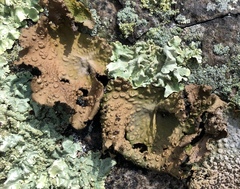 Lasallia pensylvanica