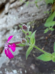 Silene acutifolia