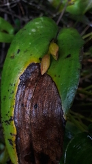Pleurothallis adonis