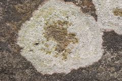 Porpidia soredizodes