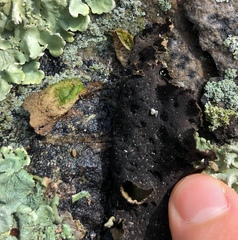 Lasallia pensylvanica