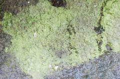 Botryolepraria lesdainii