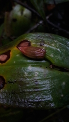 Pleurothallis adonis