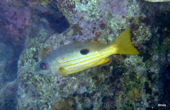 Lutjanus ehrenbergii