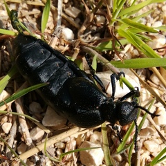 Meloe cicatricosus