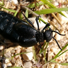 Meloe cicatricosus