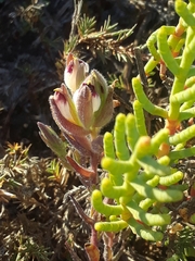 Chloropyron maritimum