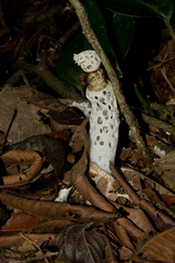 Staheliomyces cinctus