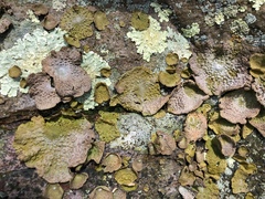 Lasallia pensylvanica