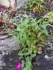 Silene acutifolia