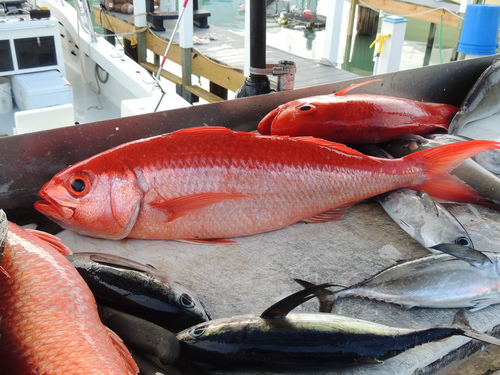 Bastard snapper (Rhomboplites aurorubens) — Lutjanidae — 2