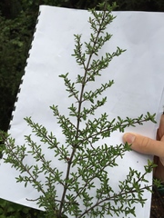 Coprosma microcarpa