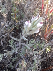 Chloropyron maritimum
