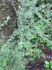 Coprosma microcarpa