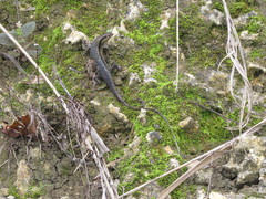 Eutropis caraga