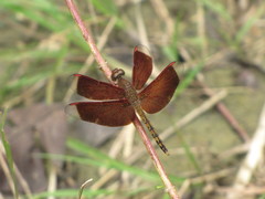 Neurothemis terminata