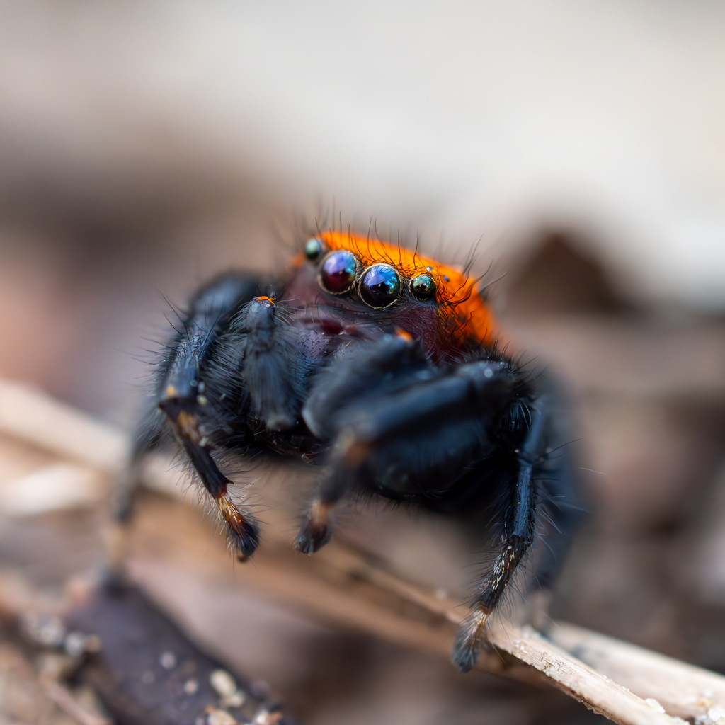 Cardinal Jumping Spider from Le Flore, Oklahoma, United States on