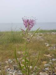 Polanisia dodecandra riograndensis