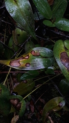 Pleurothallis adonis