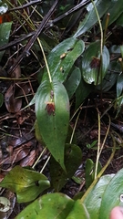 Pleurothallis adonis