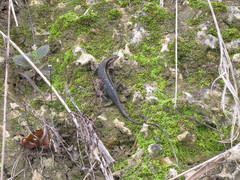 Eutropis caraga