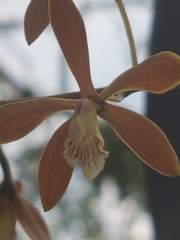 Encyclia candollei