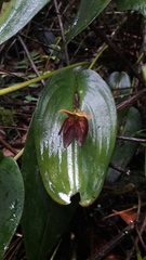 Pleurothallis adonis