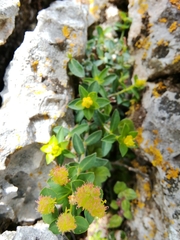 Euphorbia fragifera