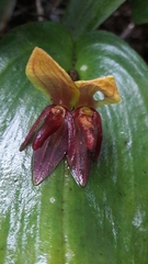 Pleurothallis adonis