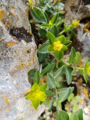 Euphorbia fragifera